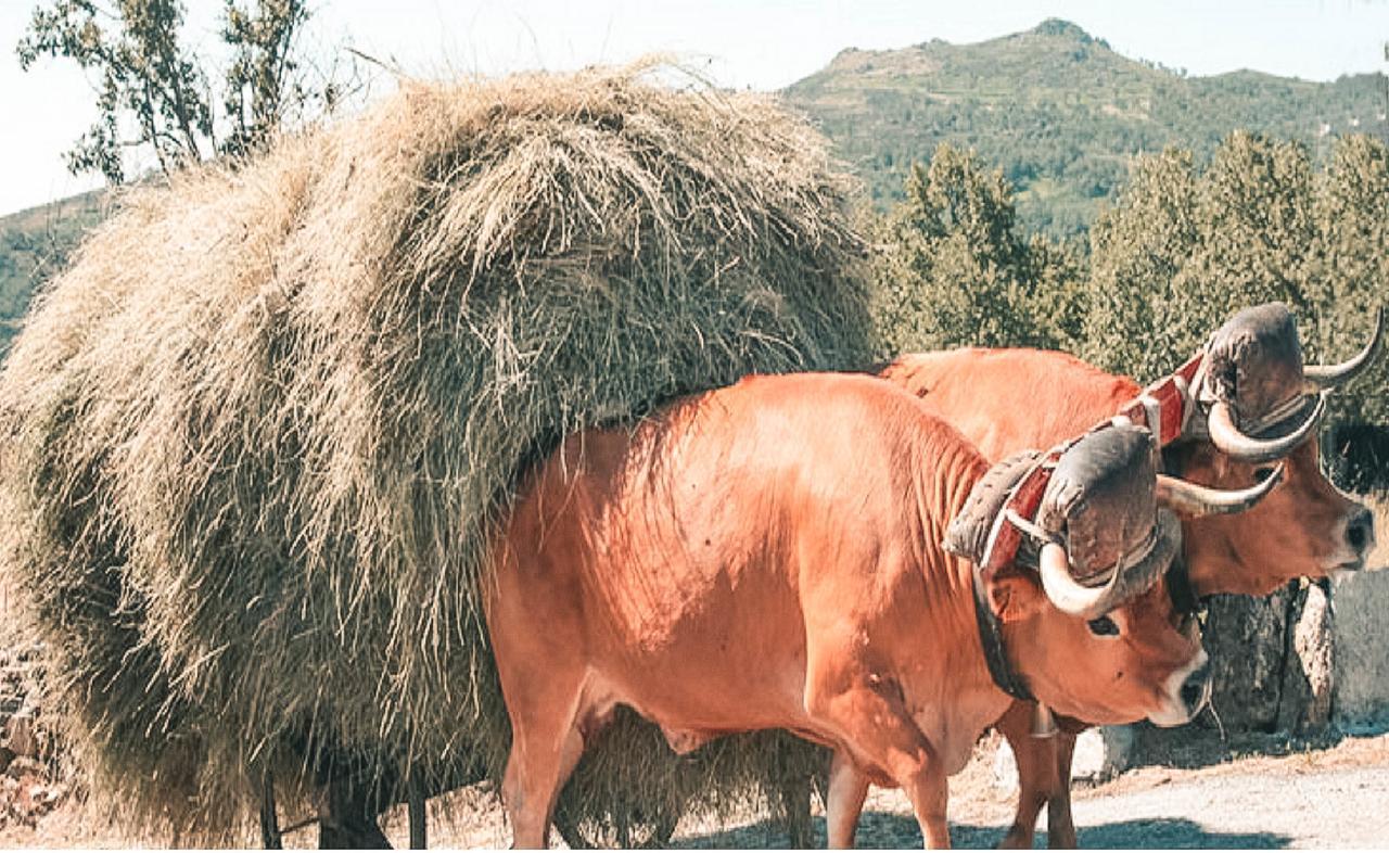 Aldeia Do Codecal Vendégház Codecal  Kültér fotó